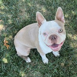 Gator - Boston Terrier