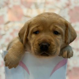 Amber - Yellow female Labrador Retriever puppy in Isle, Minnesota from Dog Ear Outfitters