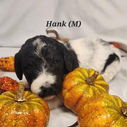 Double Doodle, Goldendoodle, and Labradoodle Puppies from Godley Doodles Of Texas