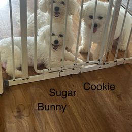 Sugar - Bichon Frise