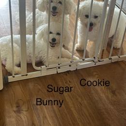 Sugar - Bichon Frise