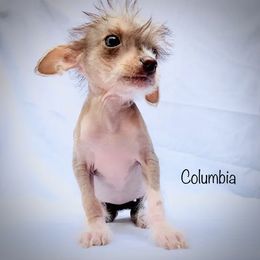 Chinese Crested Puppies from The Cranberry Dog