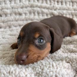 Chocolate and tan female three - Chocolate and tan female Dachshund puppy in Blackstone, Virginia from Cheyenne's Dachshunds