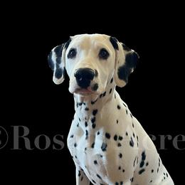 Ries - Dalmatian
