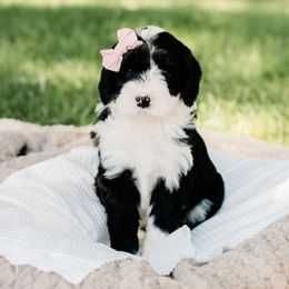 Bernedoodle, Goldendoodle, Poodle, and Sheepadoodle Puppies from Northwest Pups