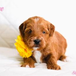 Joyce - Caramel red female Australian Labradoodle puppy in Diamond Bar, California from Furrytaildoodles