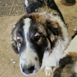Periwinkle - White female Tornjak puppy in Albright, West Virginia from Pine Spring Farm