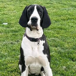 Great Danes from T3 Enchanted Forrest Danes