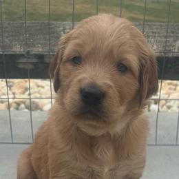 Red girl - Golden female Golden Retriever puppy in Rockwell, North Carolina from KnL Golden Acres