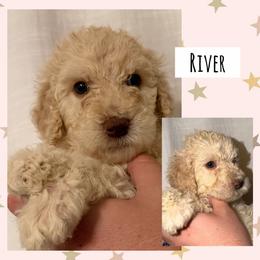 River - White male Poodle puppy in Surprise, Arizona from Oh Doodles Doodlery