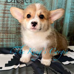 Pembroke Welsh Corgi Puppies from The King’s Corgis