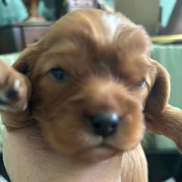 Green Puppy - Ruby male Cavalier King Charles Spaniel puppy in University Place, Washington from Crosby's Cavaliers