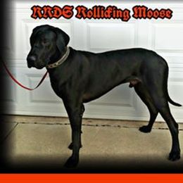 RRDS Rollicking Moose - Great Dane
