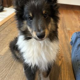Shetland Sheepdog Puppies from Brandy Stratton