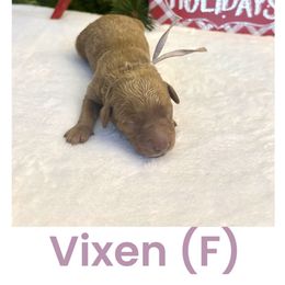 Light purple girl - Red  female Goldendoodle puppy in Lewisville, Texas from Zink Doodles