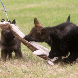 German Shepherd Puppies from Vom Anfang German Shepherds