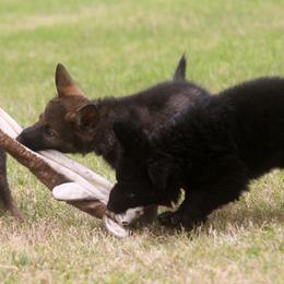 German Shepherd Puppies from Vom Anfang German Shepherds