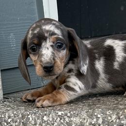 Opal - Gray (blue) and cream female Dachshund puppy in Salem, Oregon from Longdox Mini Dachshunds