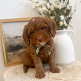 Prince Charming - Caramel red male Australian Labradoodle puppy in Palmdale, California from Pixie Doodle Paws