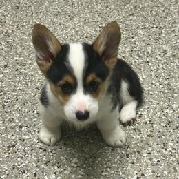 Don - Black and tan male Pembroke Welsh Corgi puppy in Blair, Wisconsin from Sandy’s Pet Grooming and Boarding & AKC Corgis