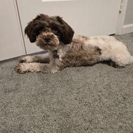 Lucy - Miniature Schnauzer