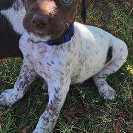 Boy 5 - Liver and white German Shorthaired Pointer puppy in Henderson, Texas from C4 Gun Dogs
