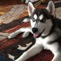 Siberian Huskies from Husky love