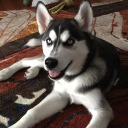 Siberian Huskies from Husky love