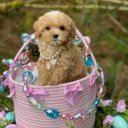 Adelaide - Apricot female Maltipoo puppy in Bellingham, Washington from My Sweet Poodles and Doodles