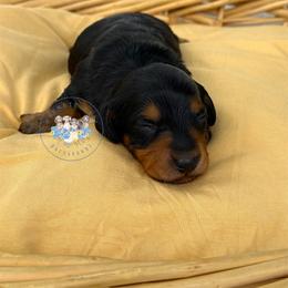 Mickey - Black and tan male Dachshund puppy in Cave City, Kentucky from Mammoth Cave Dachshunds