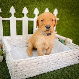 Goldendoodle Puppies from Peachy Doodles