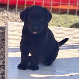Cider (Hot Pink Collar) - Black female Dilute Retriever puppy in Baldwin City, Kansas from Hedge Lane Labradors