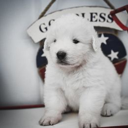 Border Collie, Bordoodle, and Maremma Sheepdog Puppies from 2J 2K Border Collies