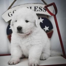 Border Collie, Bordoodle, and Maremma Sheepdog Puppies from 2J 2K Border Collies