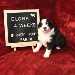 Miniature American Shepherd and Miniature Australian Shepherd Puppies from Rusty Rose Mini Aussies and Mini American Shepherds