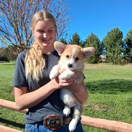 Fire - Red male Pembroke Welsh Corgi puppy in La Grange, Wyoming from Merrygold Corgis
