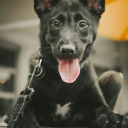 Belgian Malinois and German Shepherd Puppies from Laeknir K9
