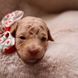 Pearl - Apricot female Goldendoodle puppy in Forney, Texas from Diamond Doodle Pups and Poodles