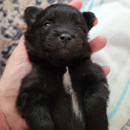 Zion - Black parti male Pomeranian puppy in Pass Christian, Mississippi from Cristina Cammarota