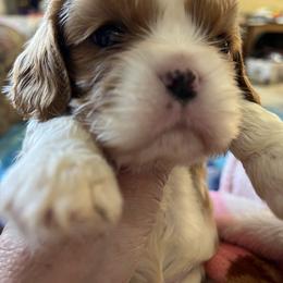 Moet - Blenheim male Cavalier King Charles Spaniel puppy in North Bay Village, Florida from Cynthia's Cavaliers