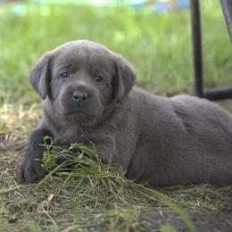 Miss Hot Pink - Black female Labrador Retriever puppy in Morrill, Kansas from Grimm Girls Farm