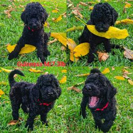 Goldendoodle Puppies from Boca Goldendoodles