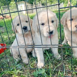 Golden Retriever and Pembroke Welsh Corgi Puppies from Rose n’ Thistle Farm