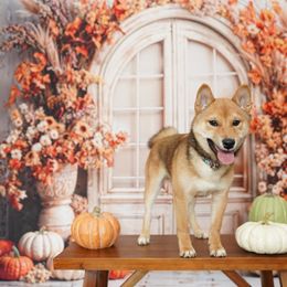 Shiba Inu Puppies from Bluebonnet Shibas