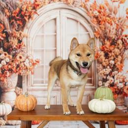 Shiba Inu Puppies from Bluebonnet Shibas