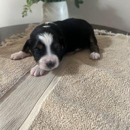 Toy Australian Shepherd Puppies from Itty Bitty Aussies
