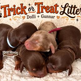 Dachshund puppies from Dirt Road Doxies