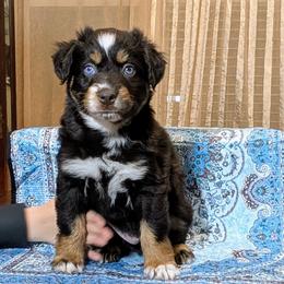 McLaren is as exotic and distinguished as the car... - Red tri-color male Australian Shepherd puppy in Acworth, Georgia from Aussomely Yours, Australian Shepherds