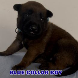 Blue Collar Boy - Red sable male Belgian Malinois puppy in Palmyra, Maine from Maine Working Dogs