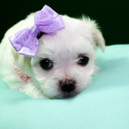 Maltese Puppies from Franny's Maltese Puppies